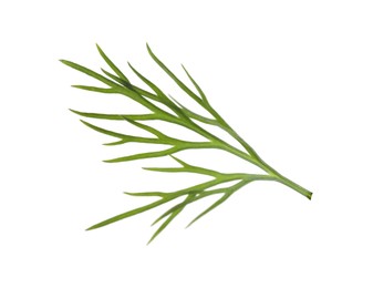 Photo of Sprig of fresh green dill isolated on white