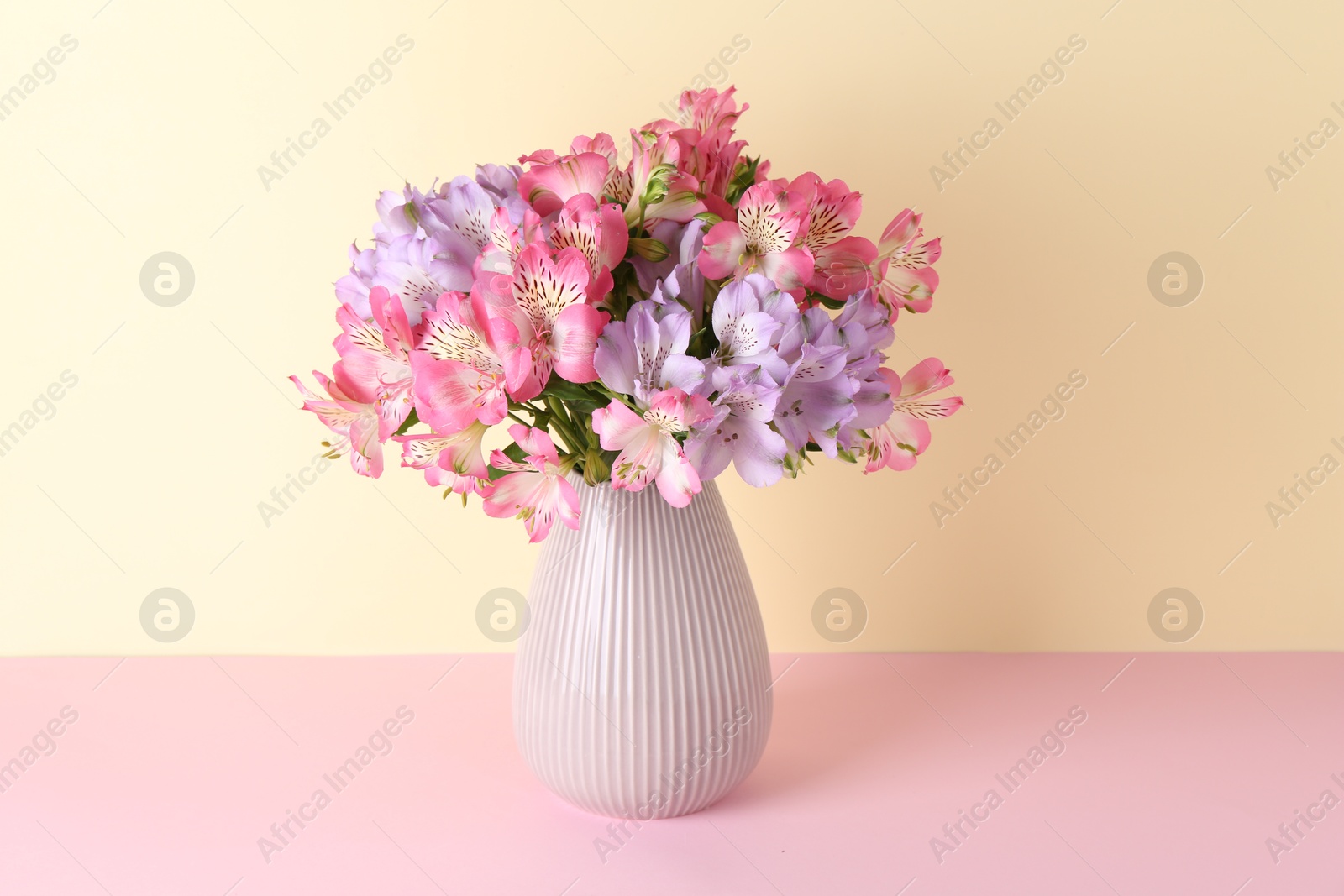 Photo of Beautiful alstroemeria flowers in vase on color background