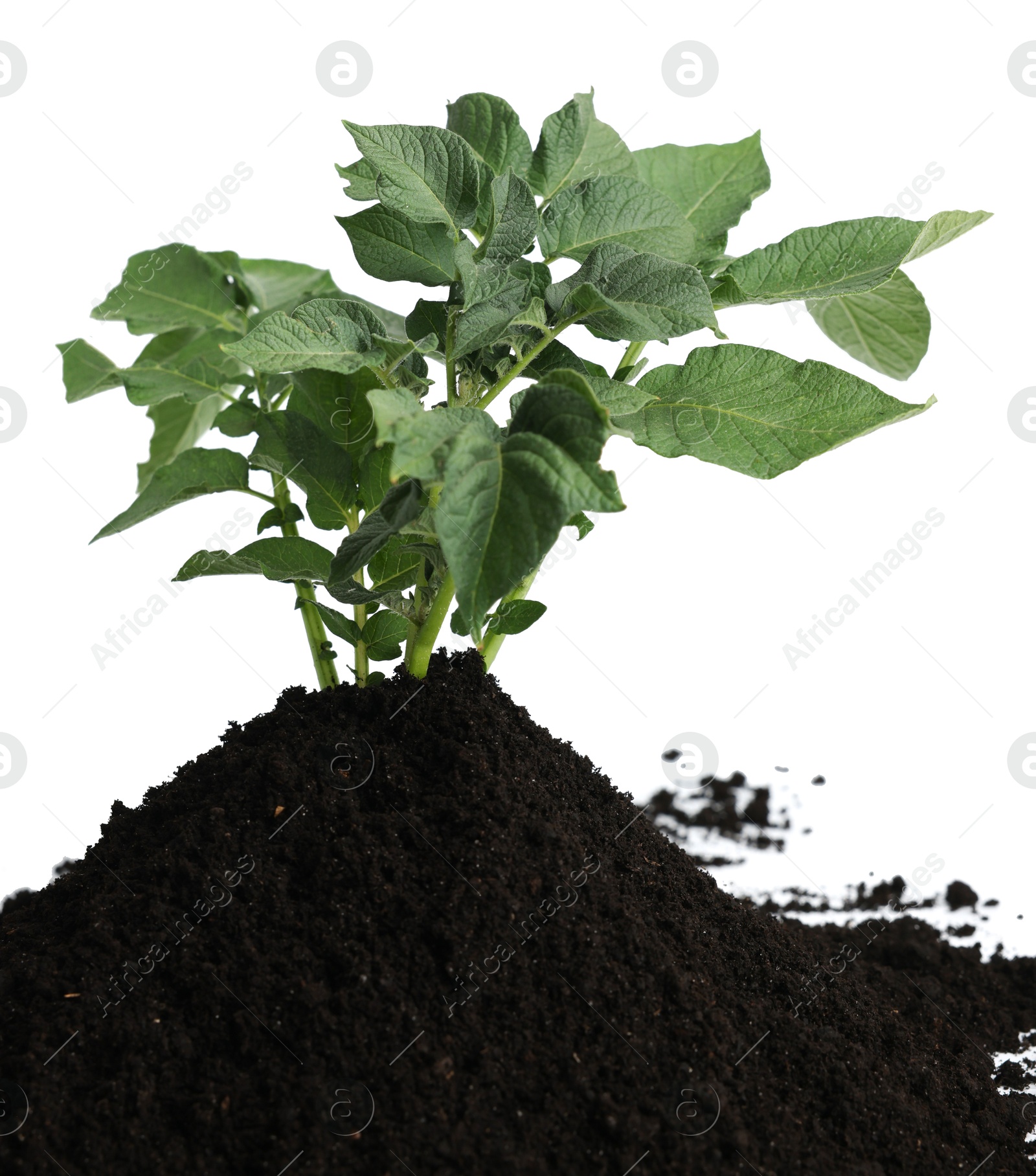 Photo of Green potato seedling and soil isolated on white