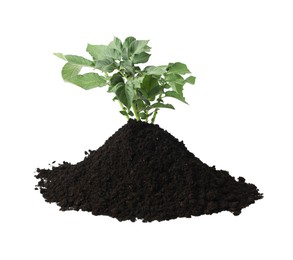 Photo of Green potato seedling and soil isolated on white