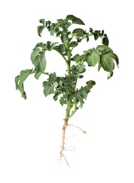 Photo of Potato plant with green leaves isolated on white