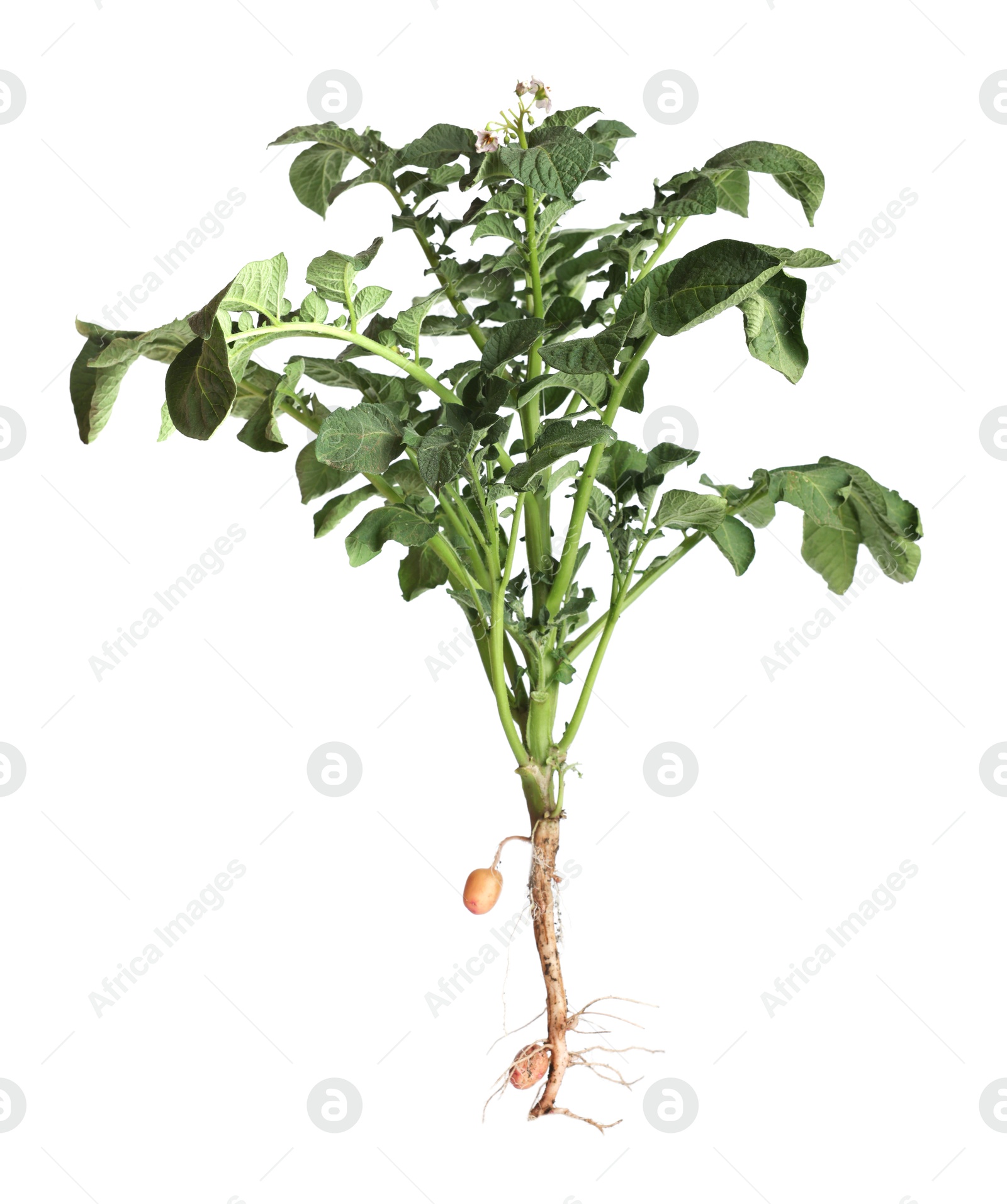 Photo of Potato plant with tubers isolated on white