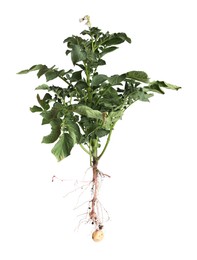 Potato plant with tubers isolated on white