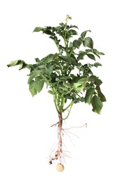 Potato plant with tubers isolated on white