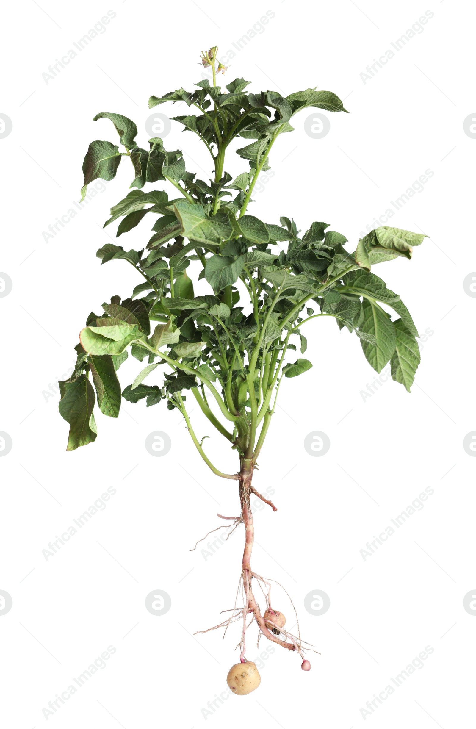 Photo of Potato plant with tubers isolated on white