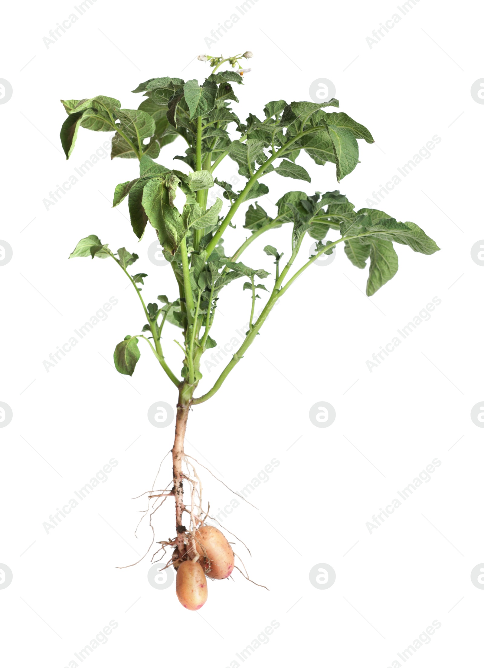 Photo of Potato plant with tubers isolated on white