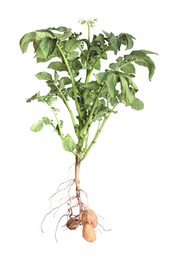 Photo of Potato plant with tubers isolated on white