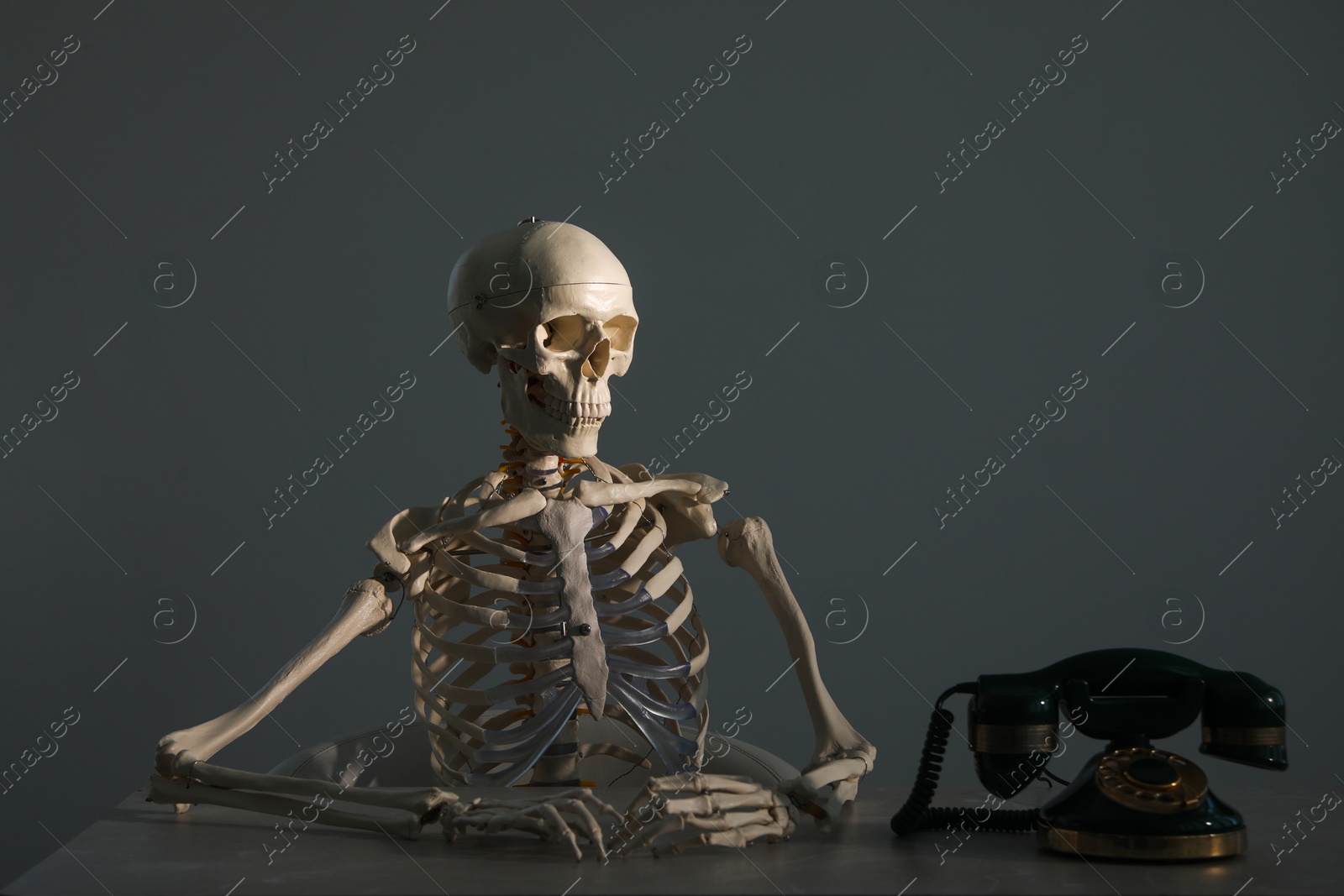 Photo of Waiting concept. Human skeleton at table with corded telephone against grey background