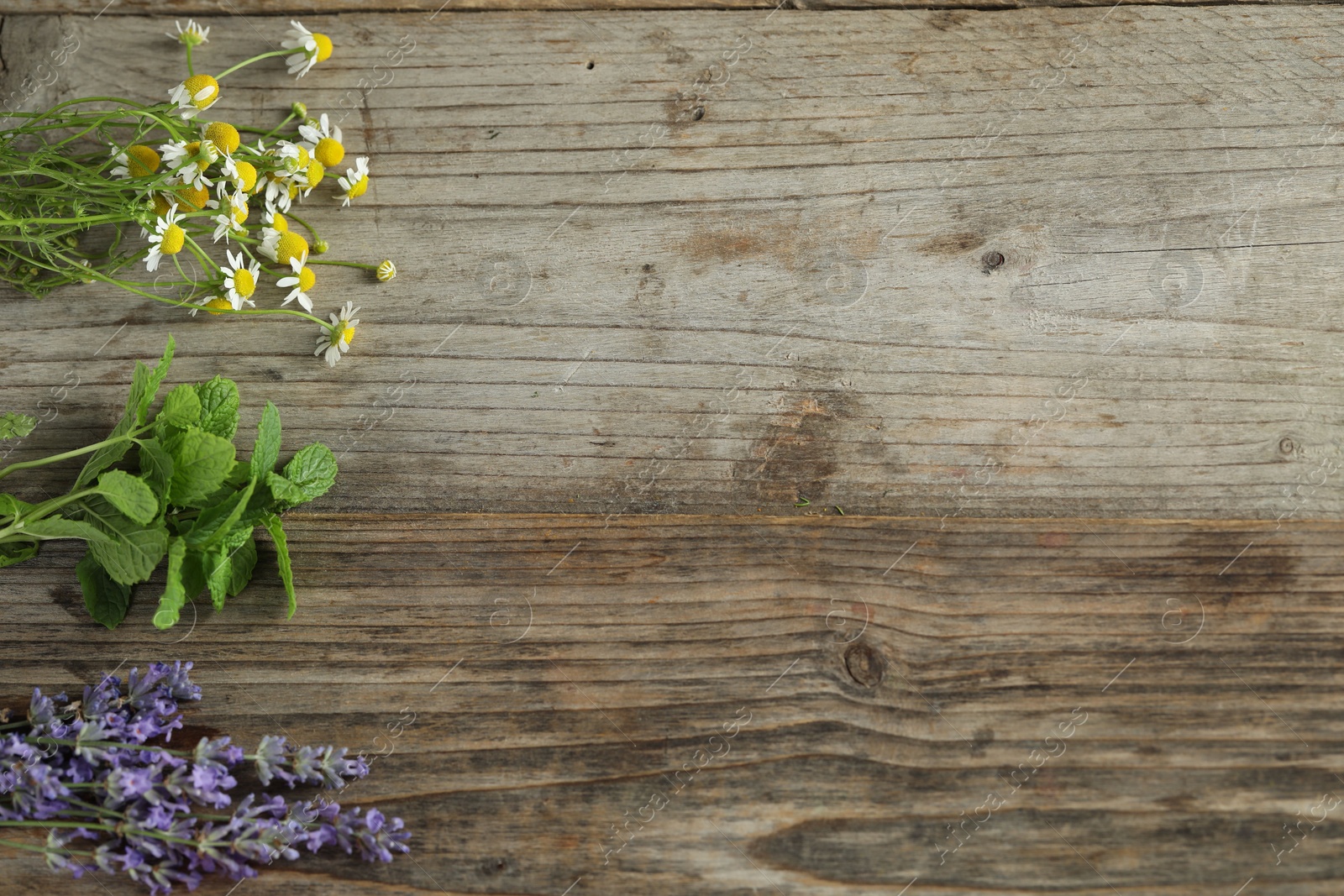 Photo of Beautiful chamomile flowers, lavender and mint on wooden table, flat lay. Space for text