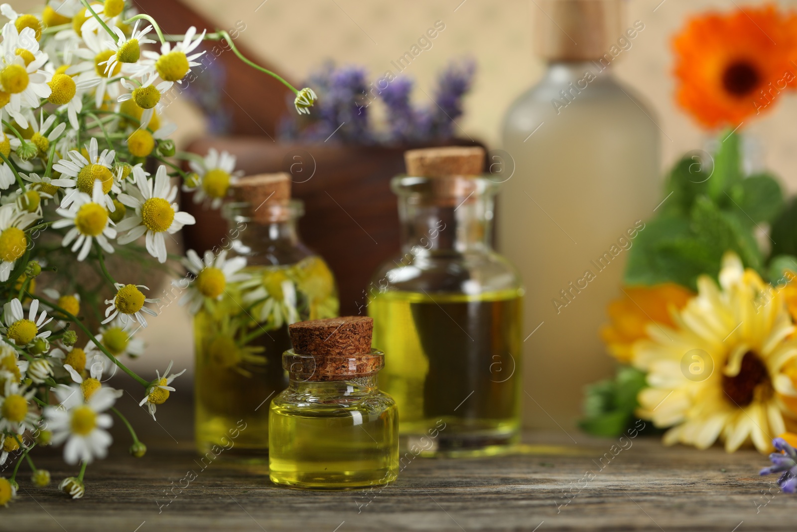 Photo of Beautiful chamomile flowers and bottles of essential oils on wooden table, closeup