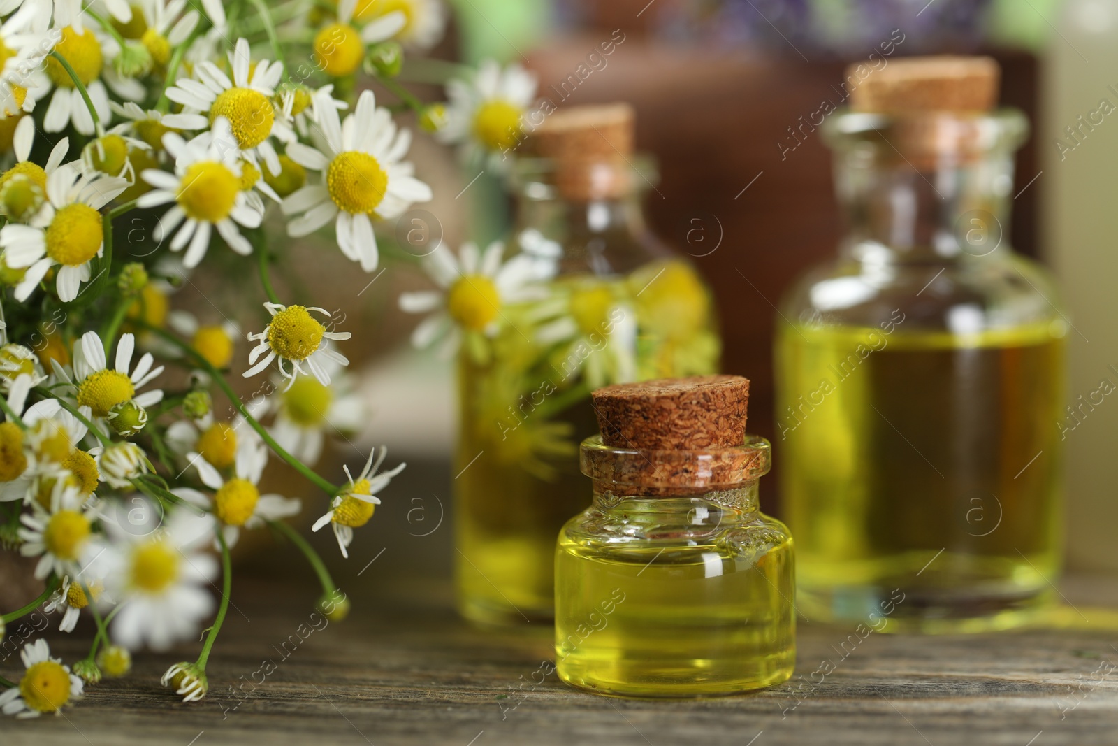 Photo of Beautiful chamomile flowers and bottles of essential oils on wooden table, closeup