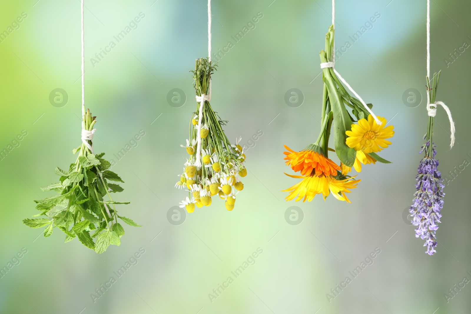 Photo of Different flowers and mint against green blurred background