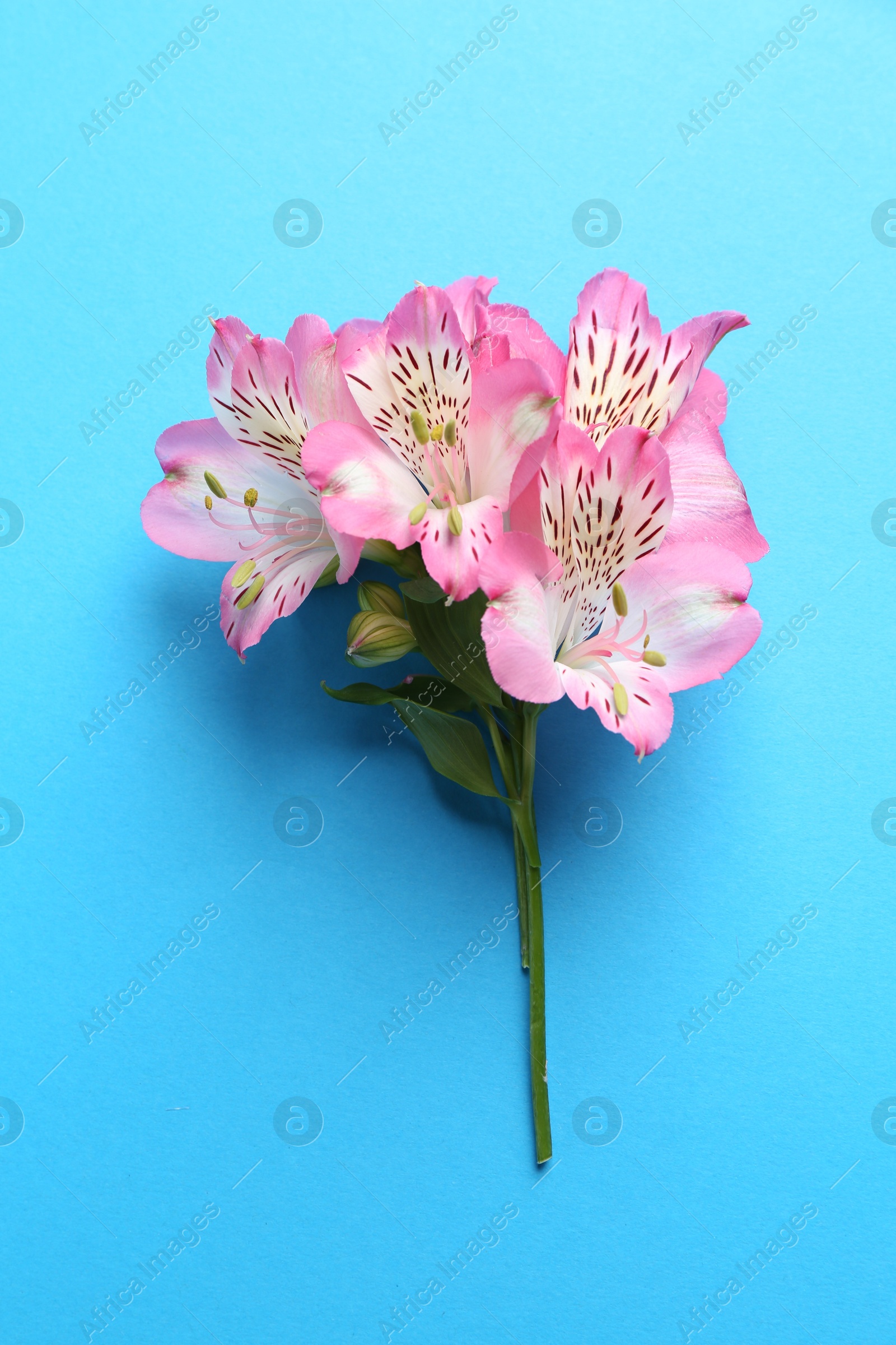 Photo of Beautiful alstroemeria flowers on light blue background, top view