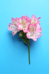 Beautiful alstroemeria flowers on light blue background, top view