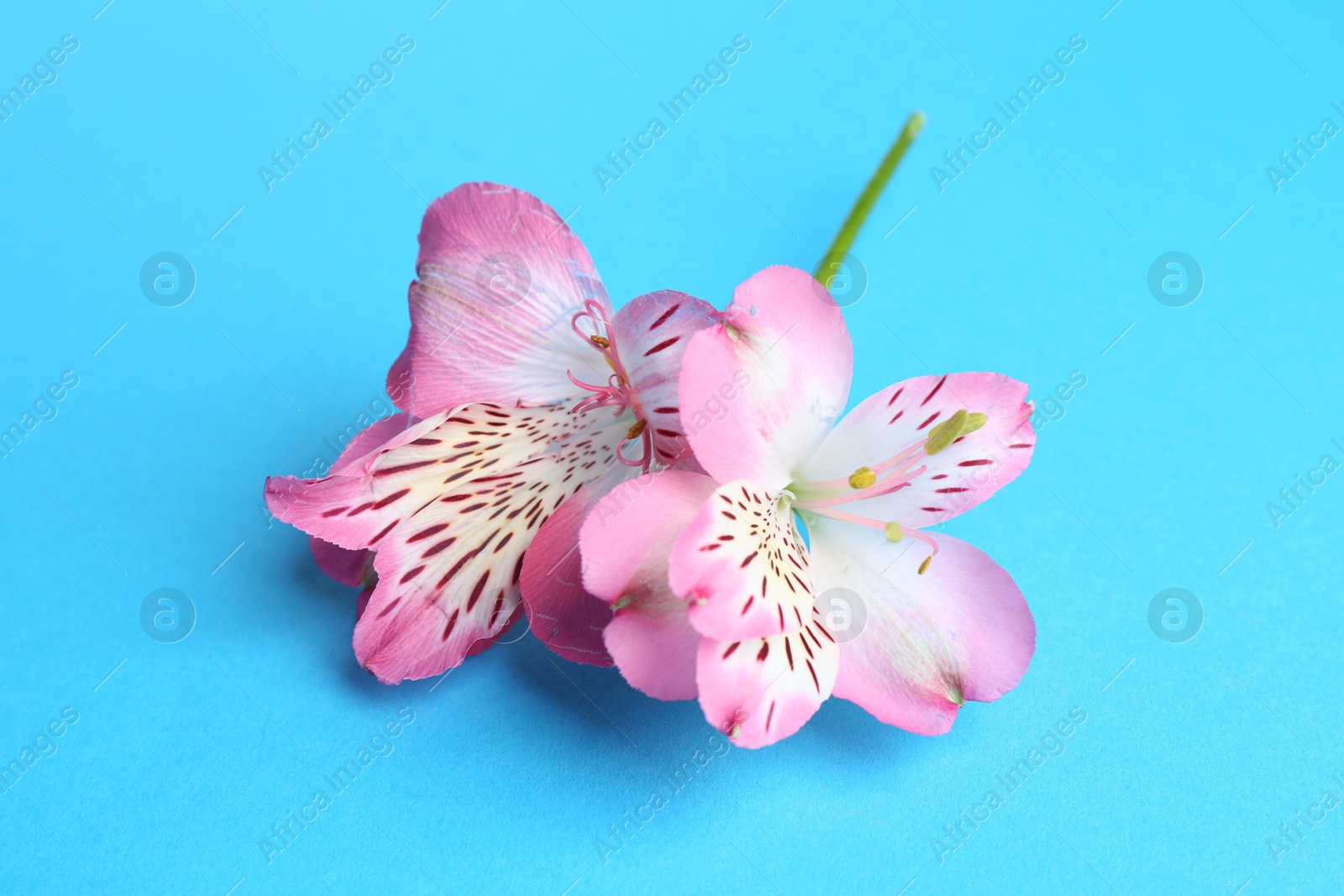 Photo of Beautiful alstroemeria flowers on light blue background