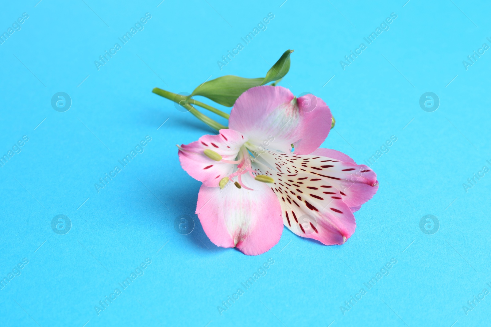 Photo of Beautiful alstroemeria flower on light blue background