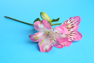 Photo of Beautiful alstroemeria flowers on light blue background