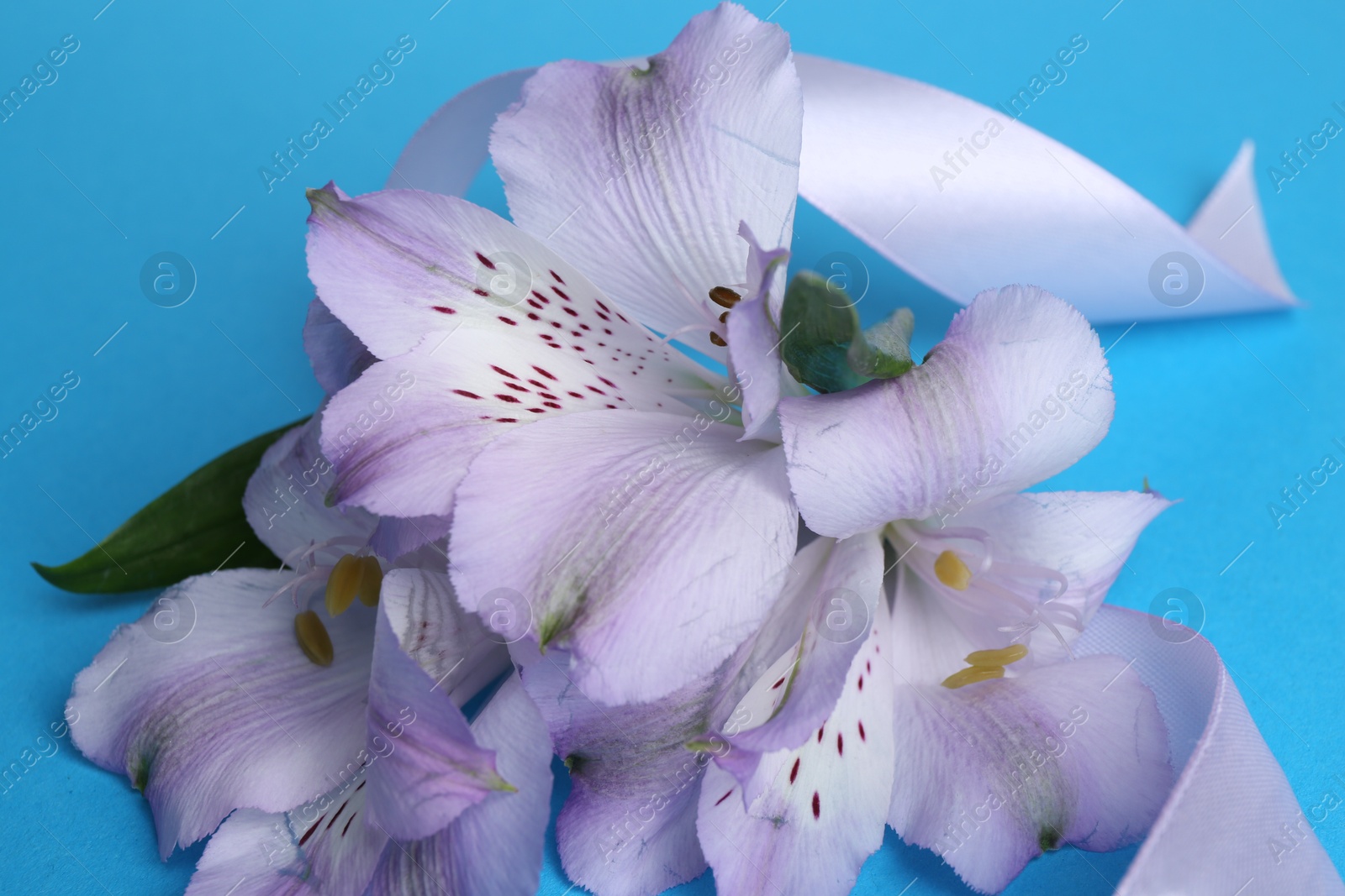 Photo of Beautiful alstroemeria flowers and ribbon on light blue background