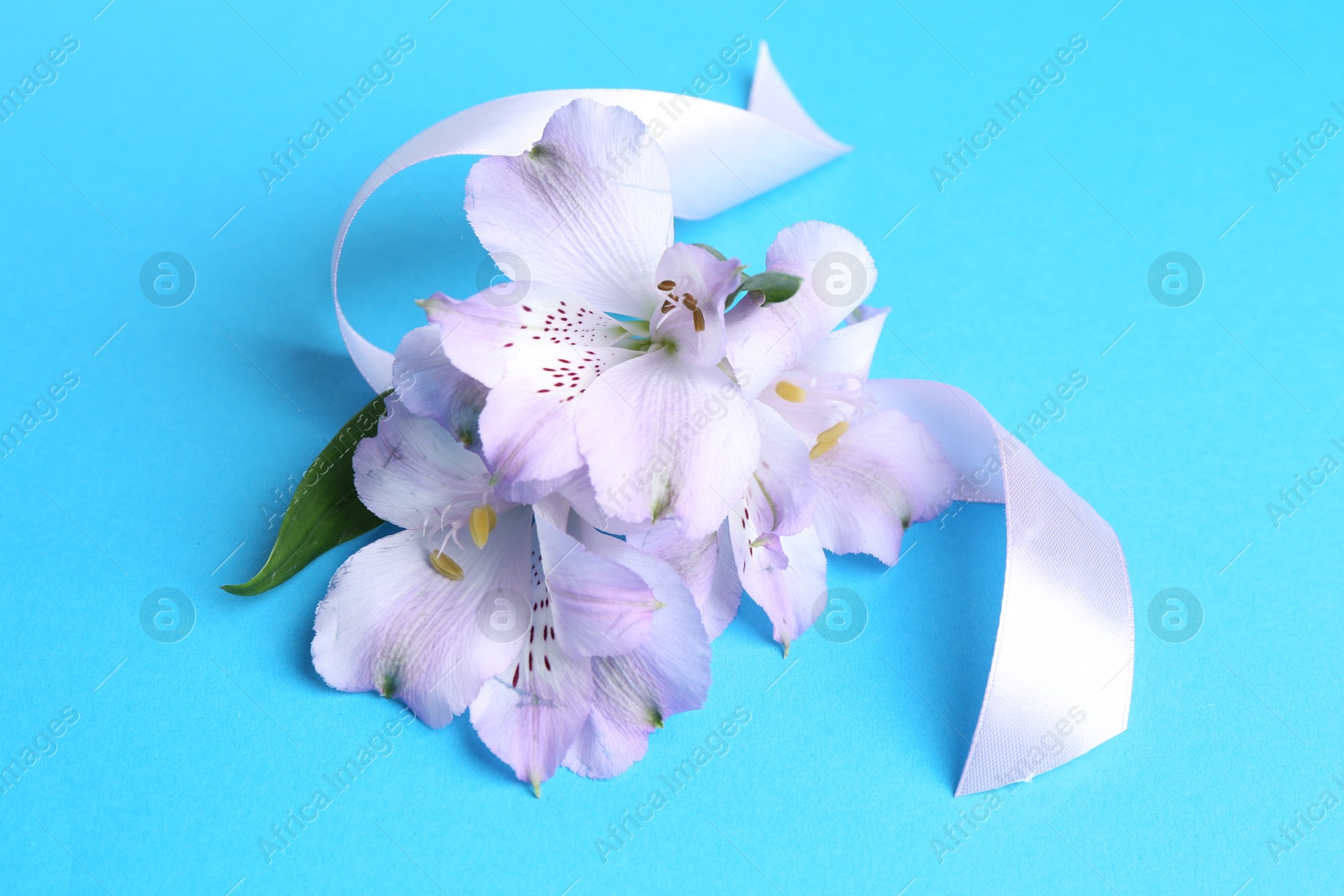 Photo of Beautiful alstroemeria flowers and ribbon on light blue background