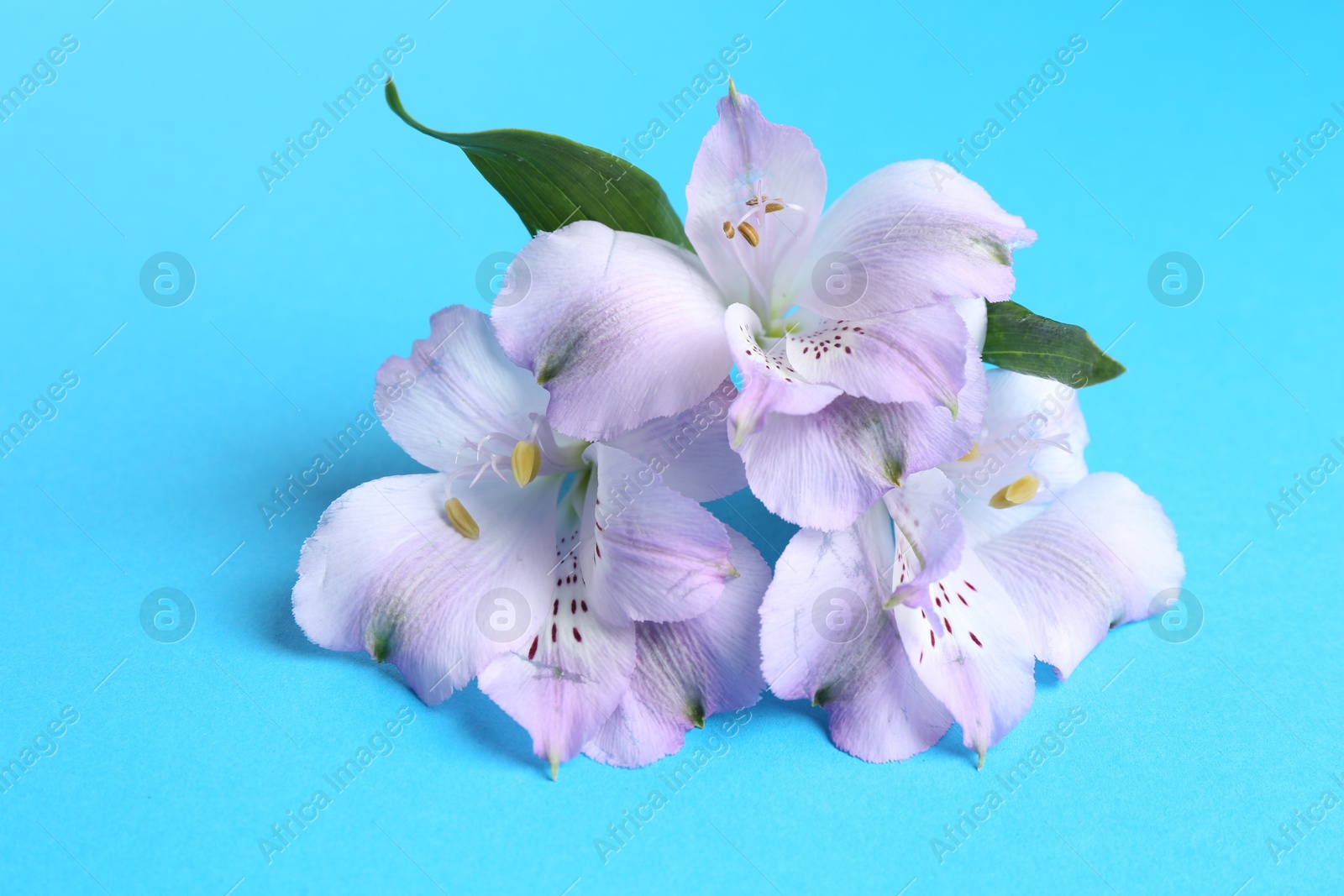 Photo of Beautiful alstroemeria flowers on light blue background