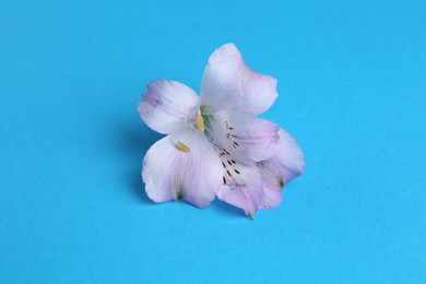 Beautiful alstroemeria flower on light blue background