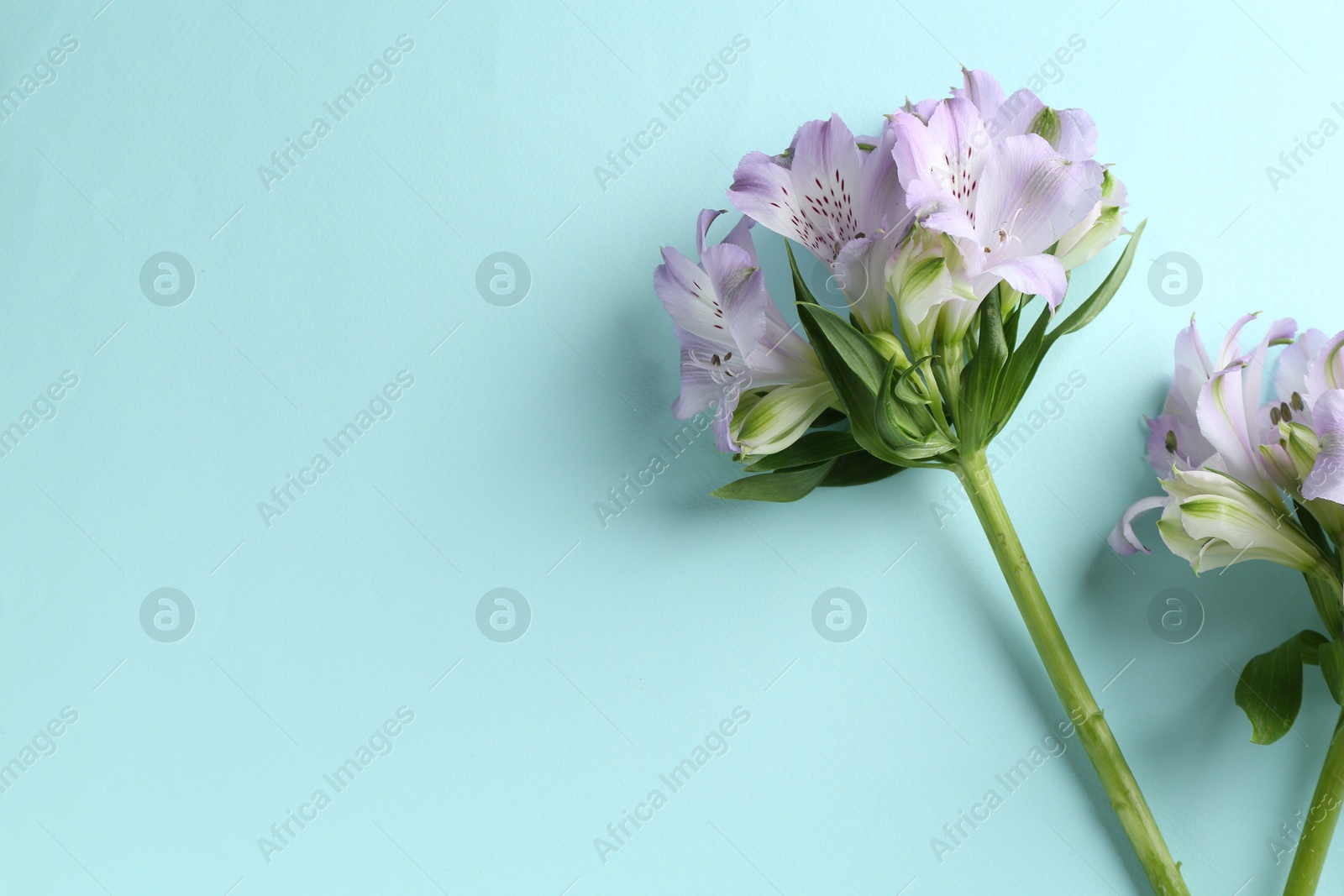 Photo of Beautiful alstroemeria flowers on light blue background, top view. Space for text