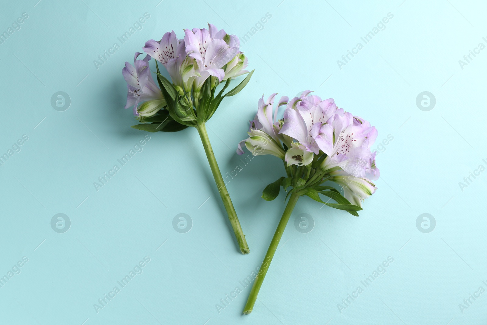 Photo of Beautiful alstroemeria flowers on light blue background, top view