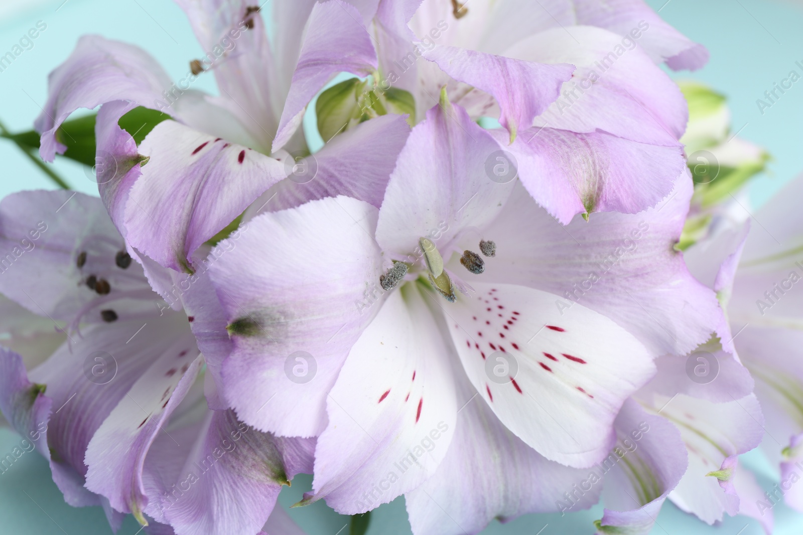 Photo of Beautiful alstroemeria flowers on light blue background, closeup