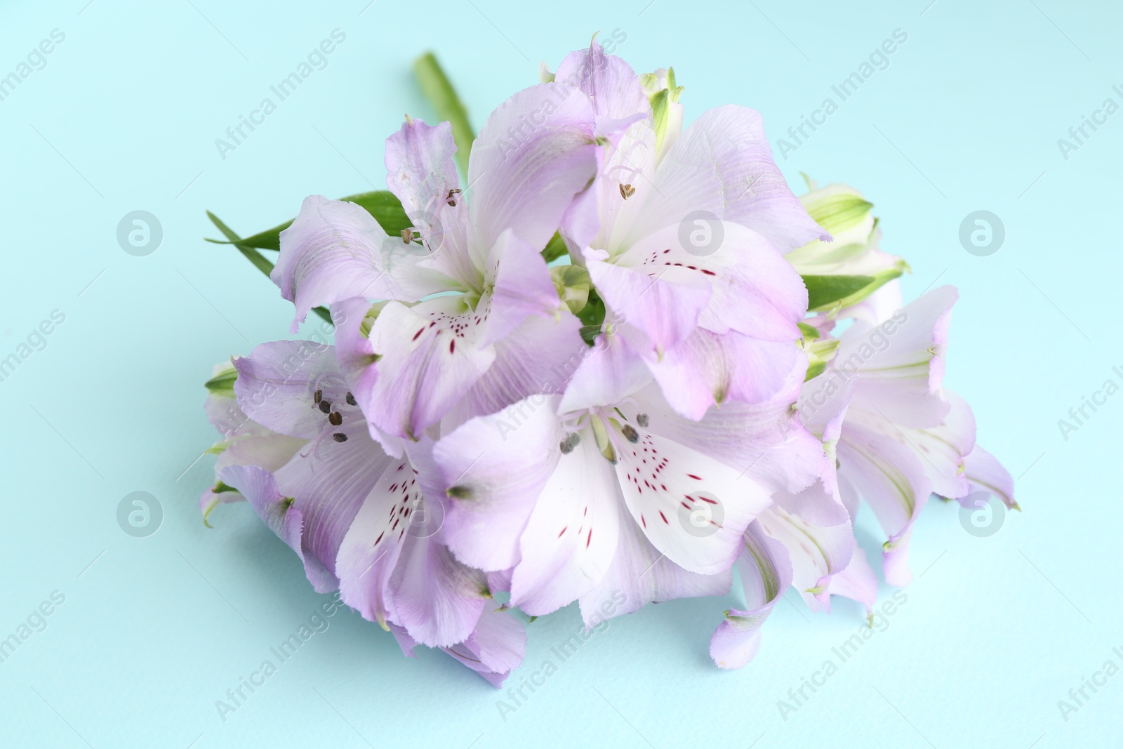 Photo of Beautiful alstroemeria flowers on light blue background