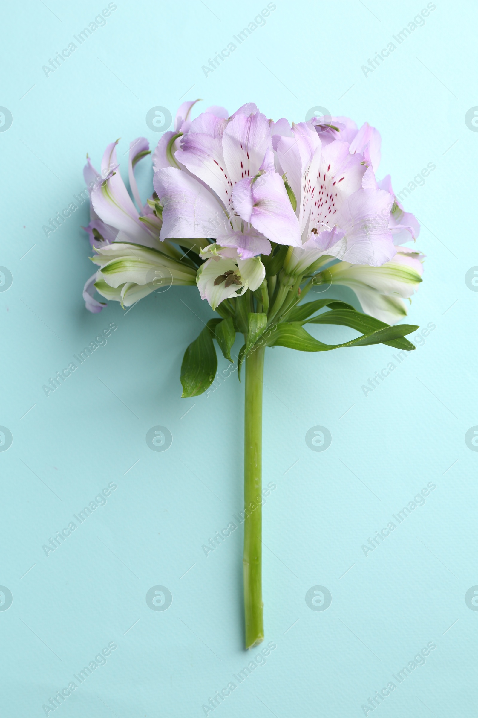 Photo of Beautiful alstroemeria flowers on light blue background, top view