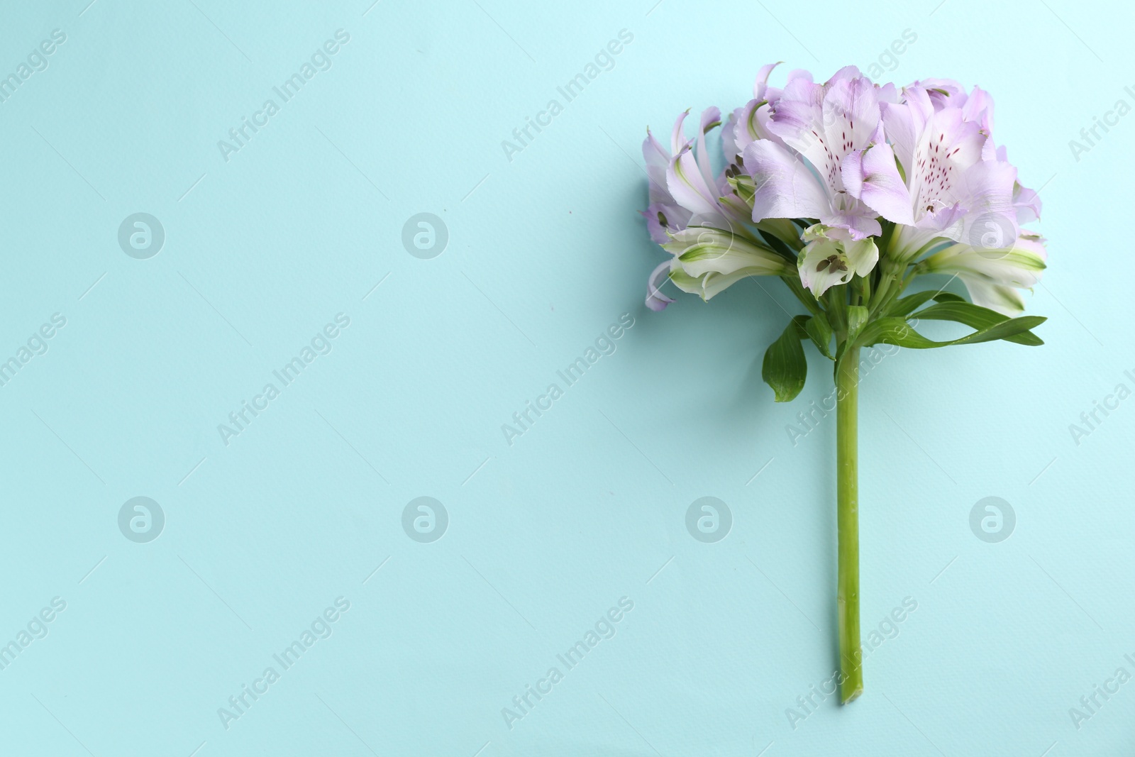 Photo of Beautiful alstroemeria flowers on light blue background, top view. Space for text