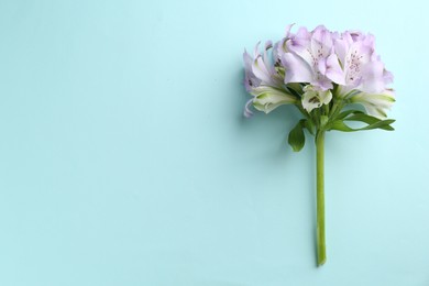 Photo of Beautiful alstroemeria flowers on light blue background, top view. Space for text