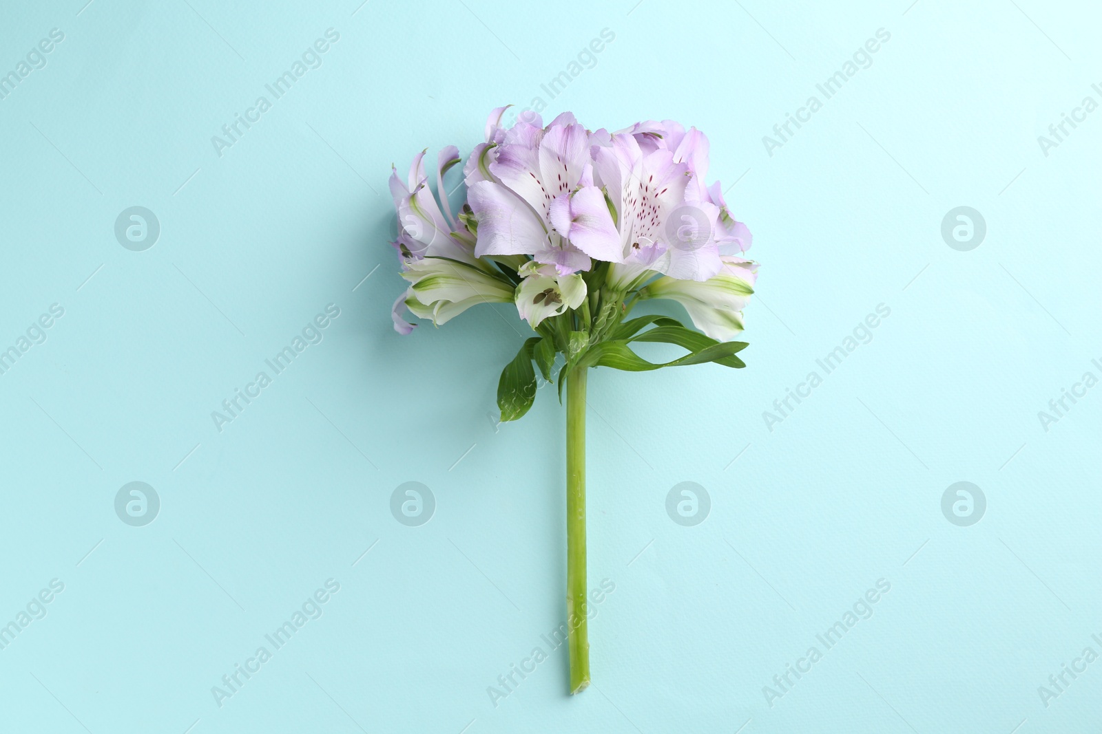 Photo of Beautiful alstroemeria flowers on light blue background, top view