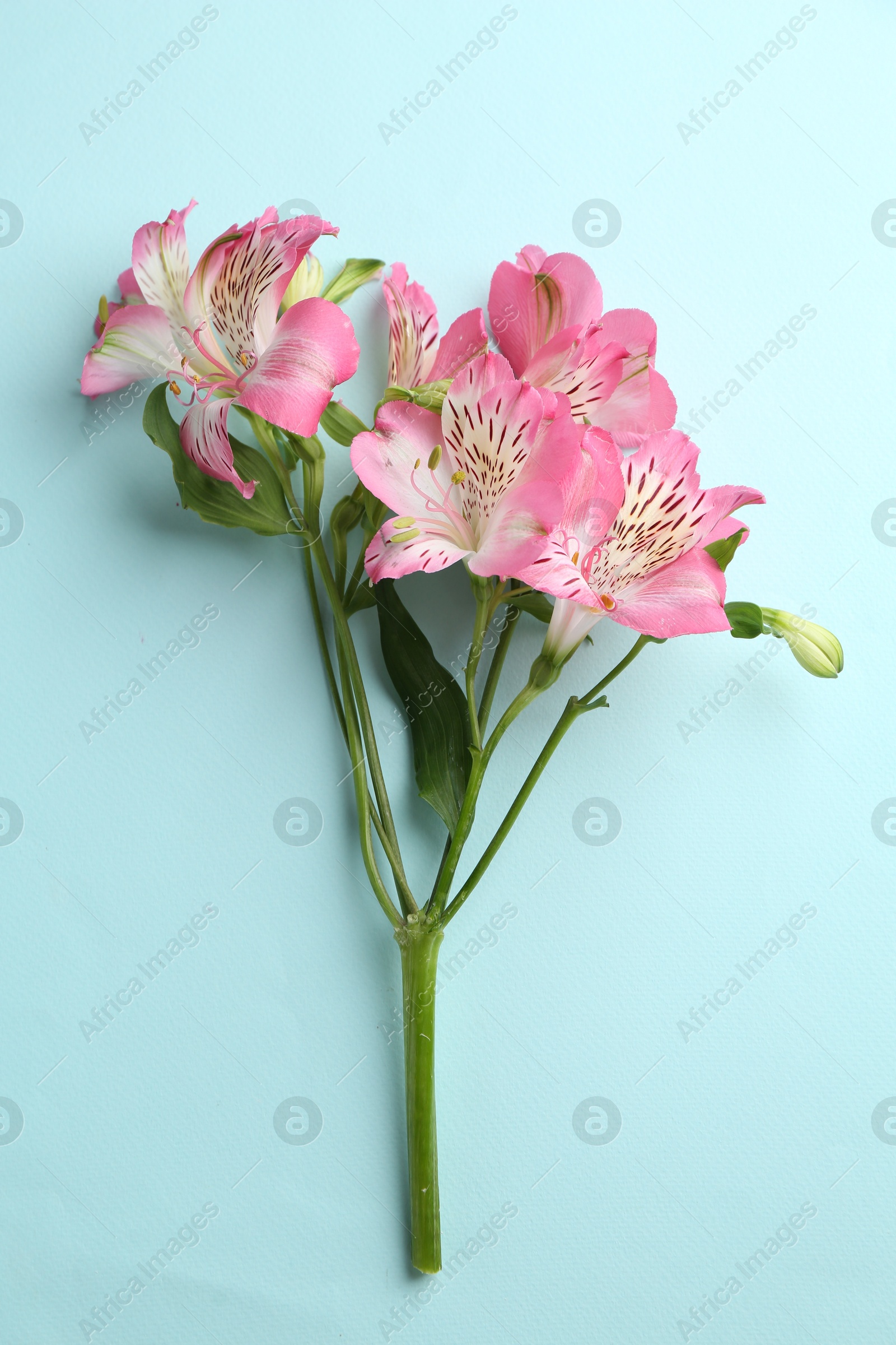 Photo of Beautiful alstroemeria flowers on light blue background, top view