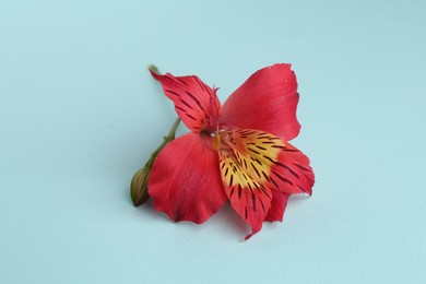 Photo of Beautiful alstroemeria flower on light blue background