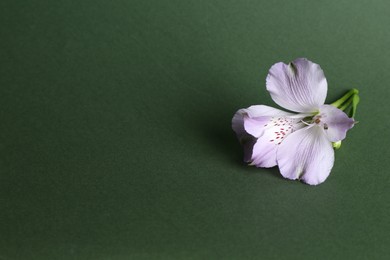 Photo of Beautiful violet alstroemeria flower on green background, space for text