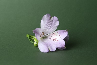 Photo of Beautiful violet alstroemeria flower on green background