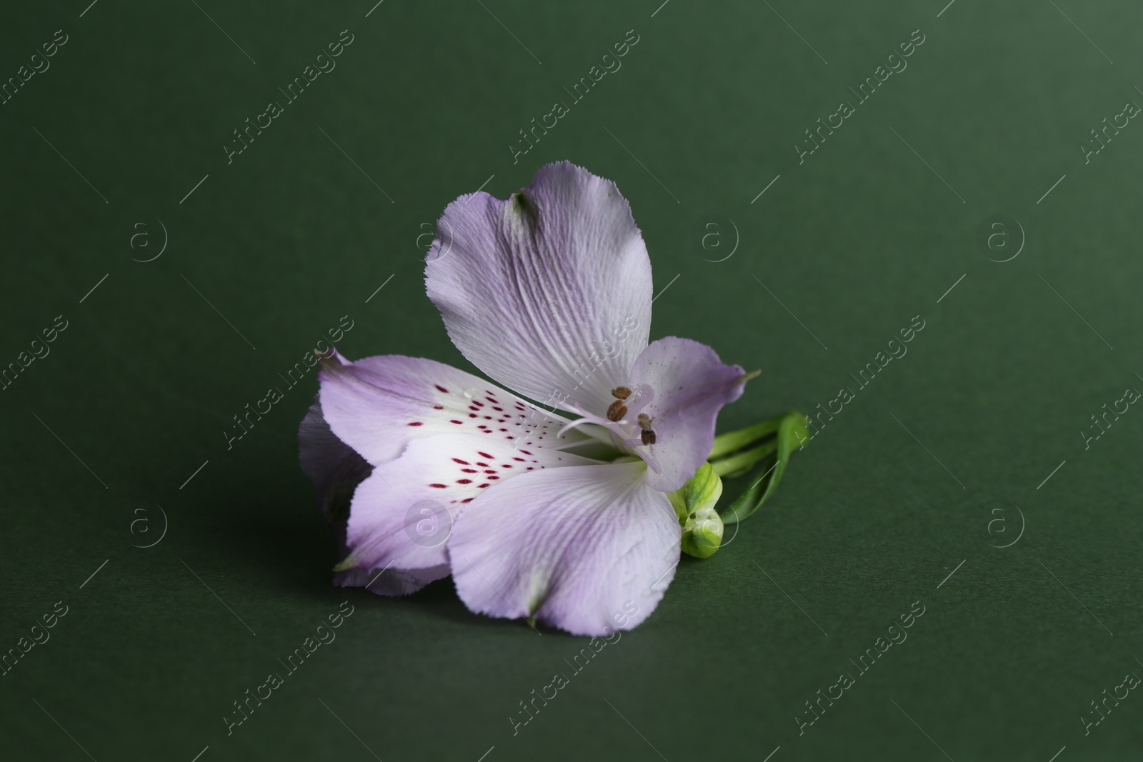 Photo of Beautiful violet alstroemeria flower on green background