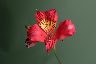 Photo of Beautiful red alstroemeria flower on green background