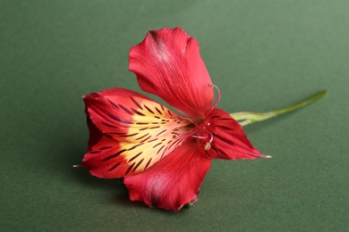 Photo of Beautiful red alstroemeria flower on green background