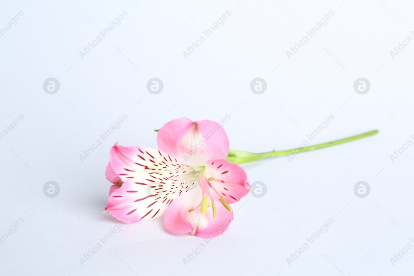 Photo of Beautiful pink alstroemeria flower isolated on white