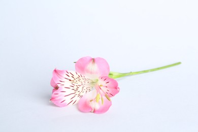 Photo of Beautiful pink alstroemeria flower isolated on white