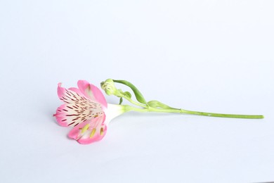 Photo of Beautiful pink alstroemeria flower isolated on white