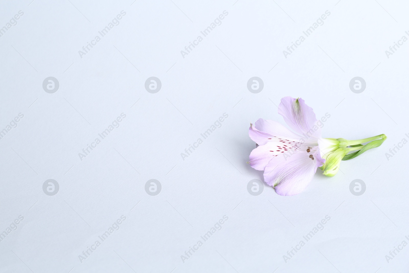 Photo of Beautiful violet alstroemeria flower on white background. Space for text