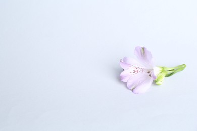 Photo of Beautiful violet alstroemeria flower on white background. Space for text