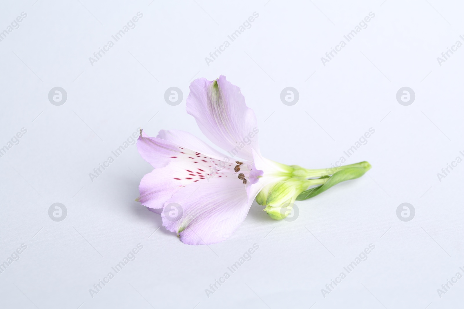 Photo of Beautiful violet alstroemeria flower isolated on white