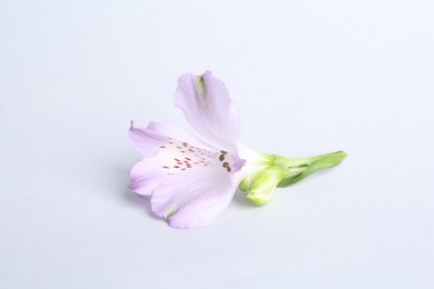 Photo of Beautiful violet alstroemeria flower isolated on white