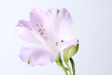 Photo of Beautiful violet alstroemeria flower isolated on white