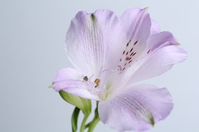 Photo of Beautiful violet alstroemeria flower isolated on white