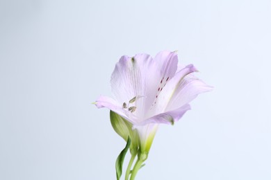 Photo of Beautiful violet alstroemeria flower isolated on white